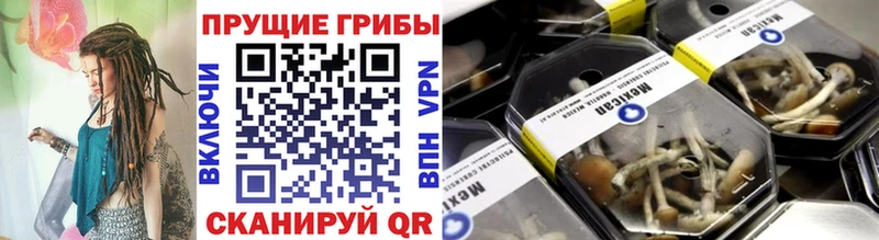 как найти   Алейск  Галлюциногенные грибы Psilocybine cubensis 